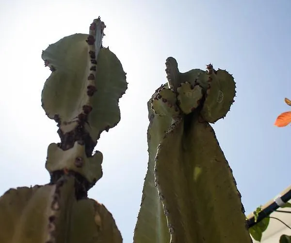 Tatil Evi Casa De 5 Y 2 Terrazas Maspalomas (Gran Canaria)